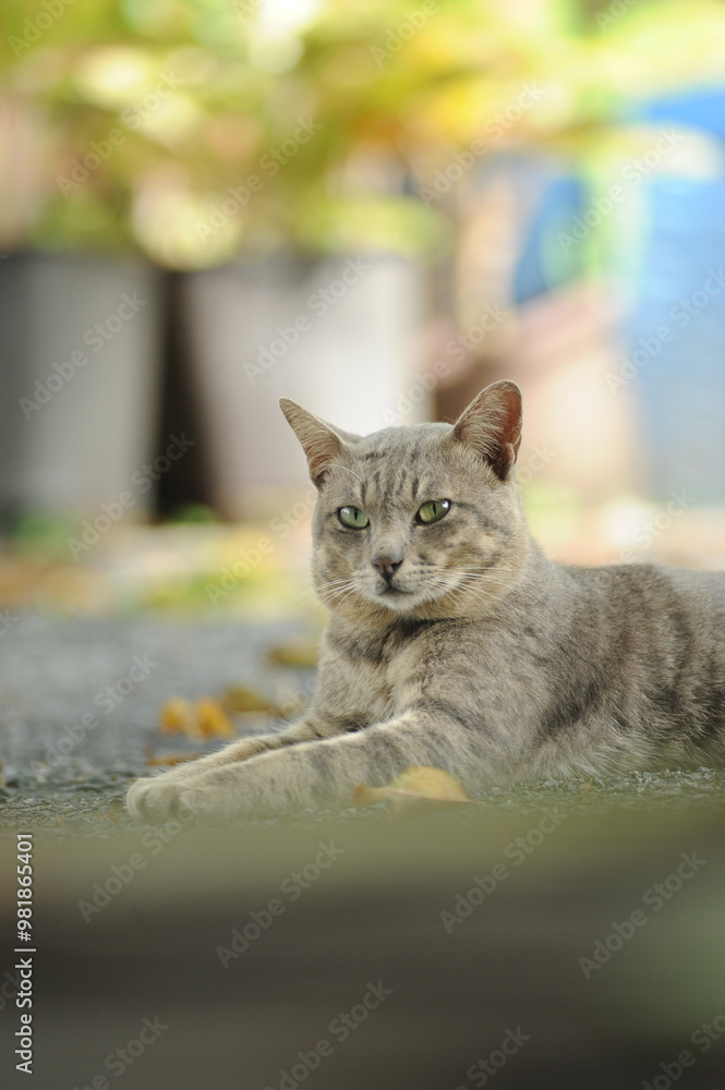 Naklejka premium cat in the garden
