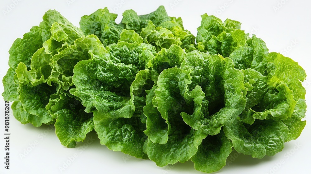 Fresh, vibrant green lettuce, perfect for salads and healthy meals, showcasing its crisp texture and appealing color. Fresh, vibrant green lettuce, perfect for salads and healthy meals, showcasing its crisp texture and appealing color.