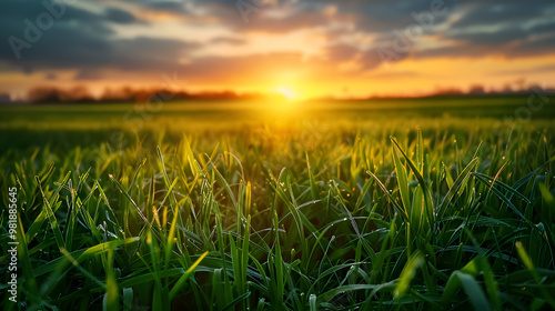 Green grass with sunset views.