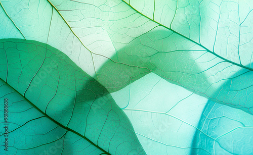 A close-up of overlapping green and blue leaves with detailed veins. photo