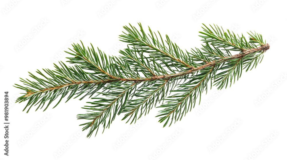 Obraz premium Pine twig on a white transparent background