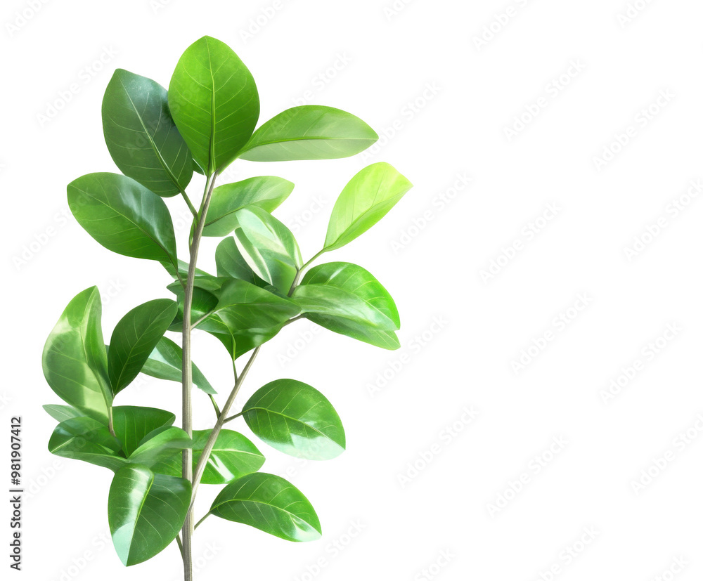 green leaf isolated on white background green leaf isolated on white background