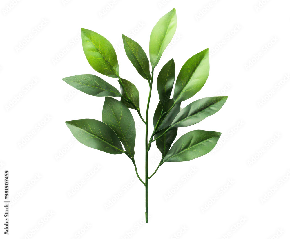 Fototapeta premium green leaf isolated on white background