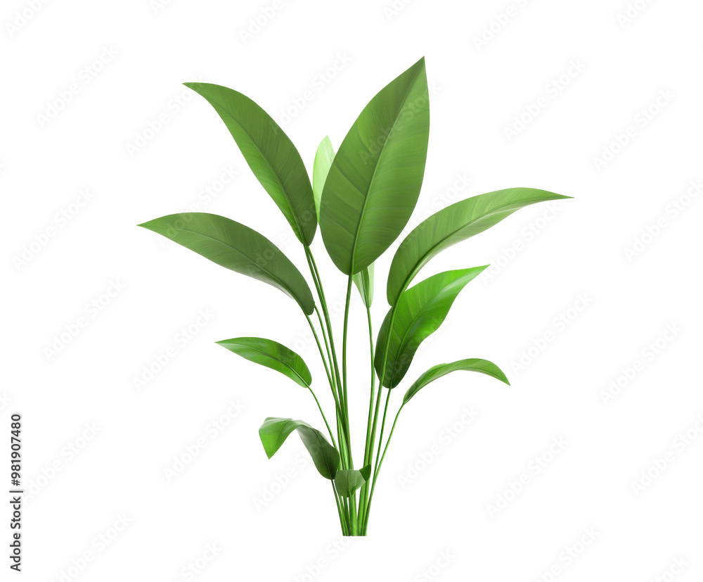 Fototapeta premium green leaf isolated on white background