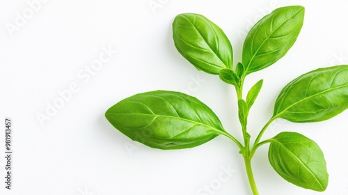 Fresh Green Basil Sprig