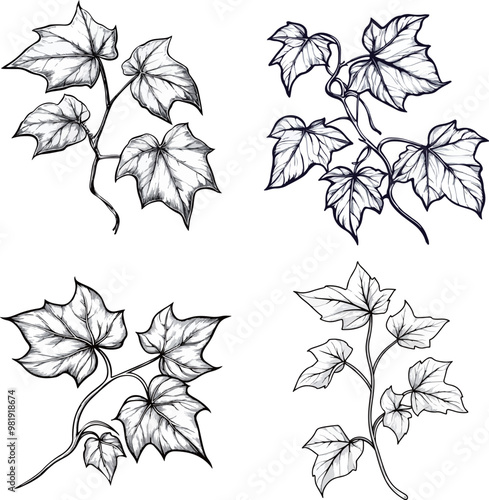 Detailed Ivy Leaf Sketches