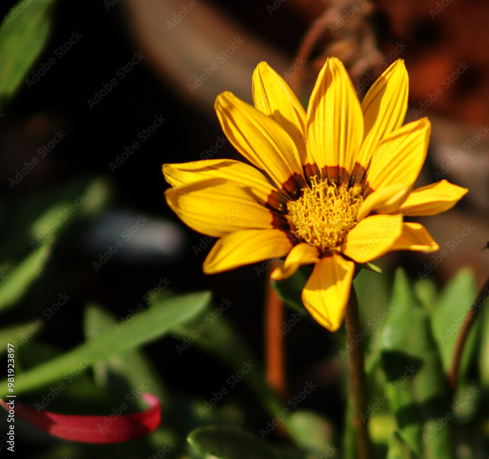 Yellow Gazania Rigens Flower In The Selective Focus Yellow Gazania Rigens Flower In The Selective Focus
