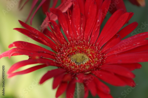 Red Herberra Daisy Flower With Small Seeds And Long Red Petals photo