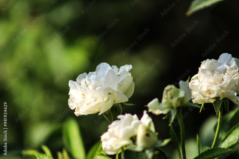 White Rose Flowers Group With Green Leaves With Focus White Rose Flowers Group With Green Leaves With Focus