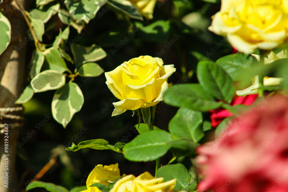 Beautiful Yellow Rose Flower Between Green Leaves Beautiful Yellow Rose Flower Between Green Leaves