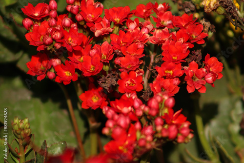 Beautiful Small Live Kalanchoe Plants Red Flower Closeup