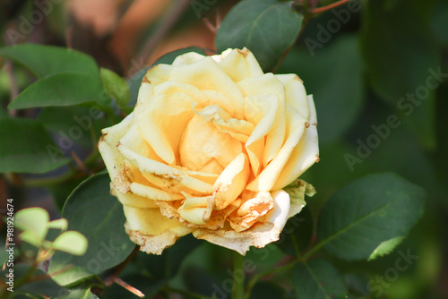 Beautiful Cream Color Rose Flower With Green Leaves