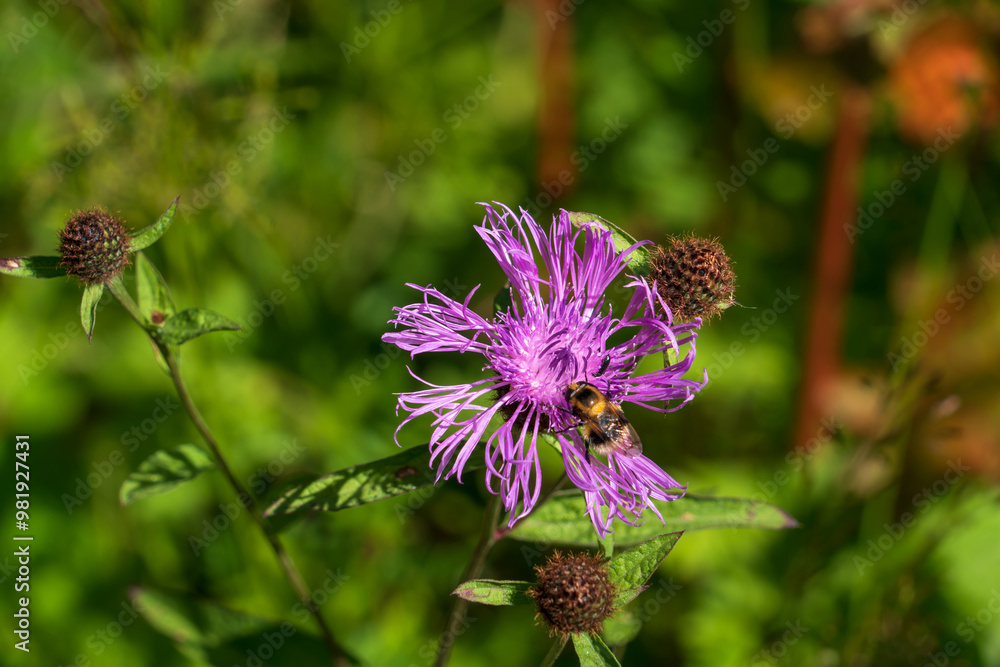 Flower of Centaurea jacea or brown knapweed, a weed plant of the Asteraceae family, or compound flowers in the mountains of North Caucasus on a sunny summer day, Dombay, Karachay-Cherkessia, Russia Flower of Centaurea jacea or brown knapweed, a weed plant of the Asteraceae family, or compound flowers in the mountains of North Caucasus on a sunny summer day, Dombay, Karachay-Cherkessia, Russia
