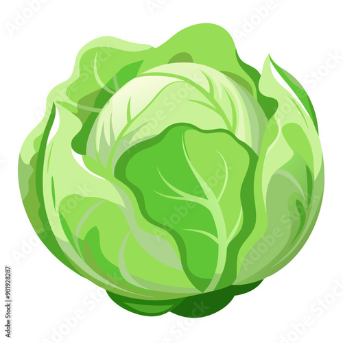 Fresh white cabbage head isolated, organic vegetable for healthy cooking, nutritious and raw cabbage for salads and natural food