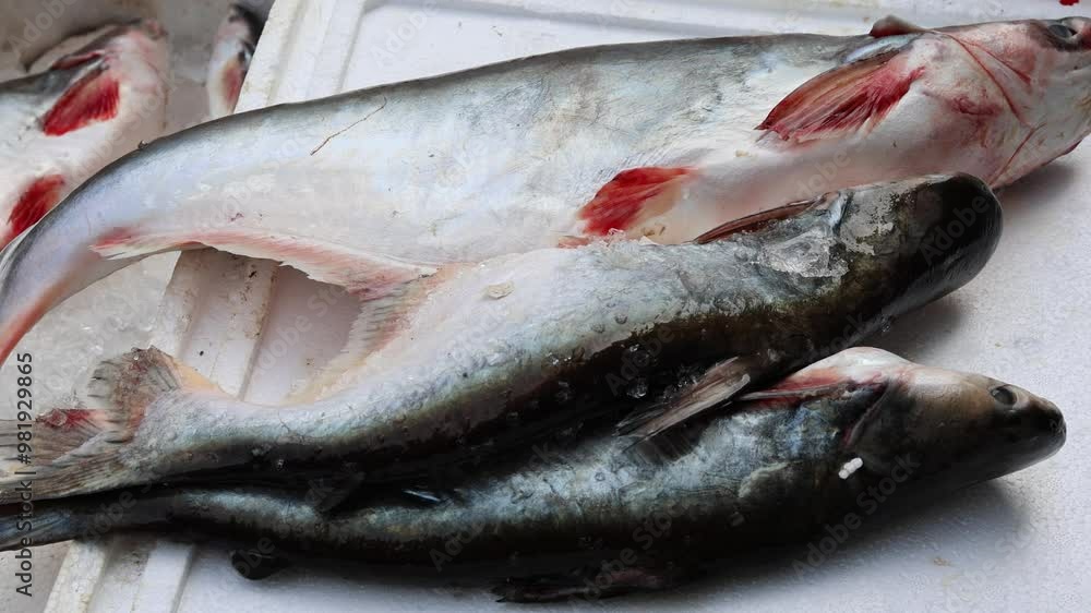 fresh fish kept at snow box at retail shop for sale at day from different angle fresh fish kept at snow box at retail shop for sale at day from different angle
