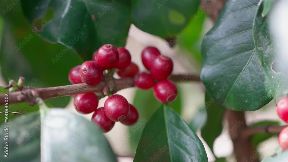 The coffee berries ripen beautifully on the coffee tree, basking under the warm sun in Chiang Mai, Thailand. The coffee berries ripen beautifully on the coffee tree, basking under the warm sun in Chiang Mai, Thailand.