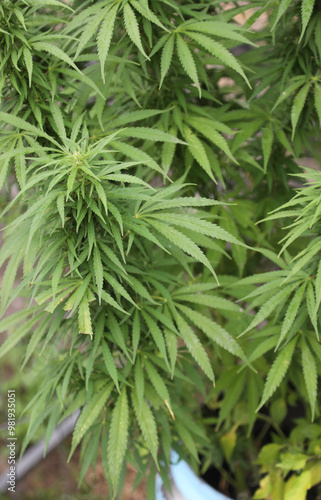 leaves of the marijuana plant from which the psychoactive substance is extracted in a cultivation for medical and recreational use