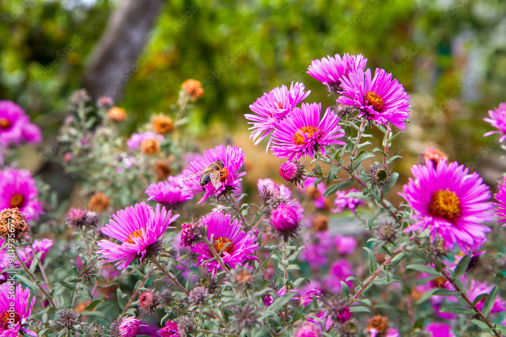 A flowering Aster bush pollinated by insects. Aster flowers in the garden. A flowering Aster bush pollinated by insects. Aster flowers in the garden.