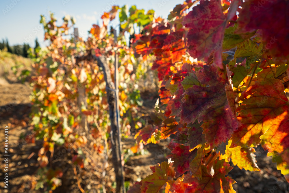 Vine red leaf close-up on a blurry background. Colorful autumn background. Leaves in bright sunlight view from below. Ripe grapes, the concept of harvesting, maturation. Full frame red-orange leaves Vine red leaf close-up on a blurry background. Colorful autumn background. Leaves in bright sunlight view from below. Ripe grapes, the concept of harvesting, maturation. Full frame red-orange leaves