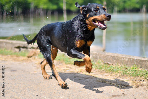 black dog running