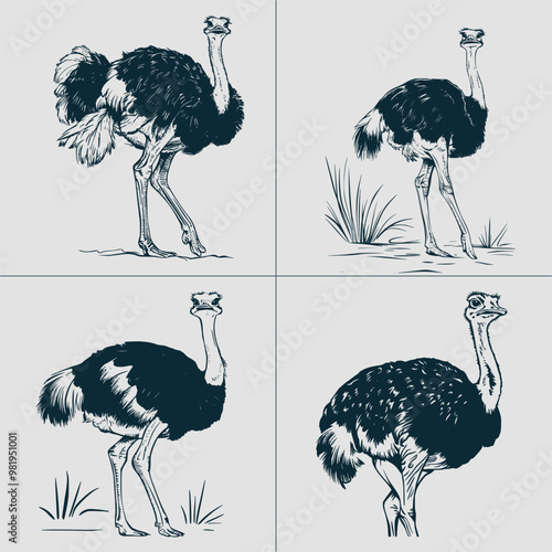 Funny Ostrich svg File for Cricut, Emu ClipArt, australian bird vector, animal Peeking Head png