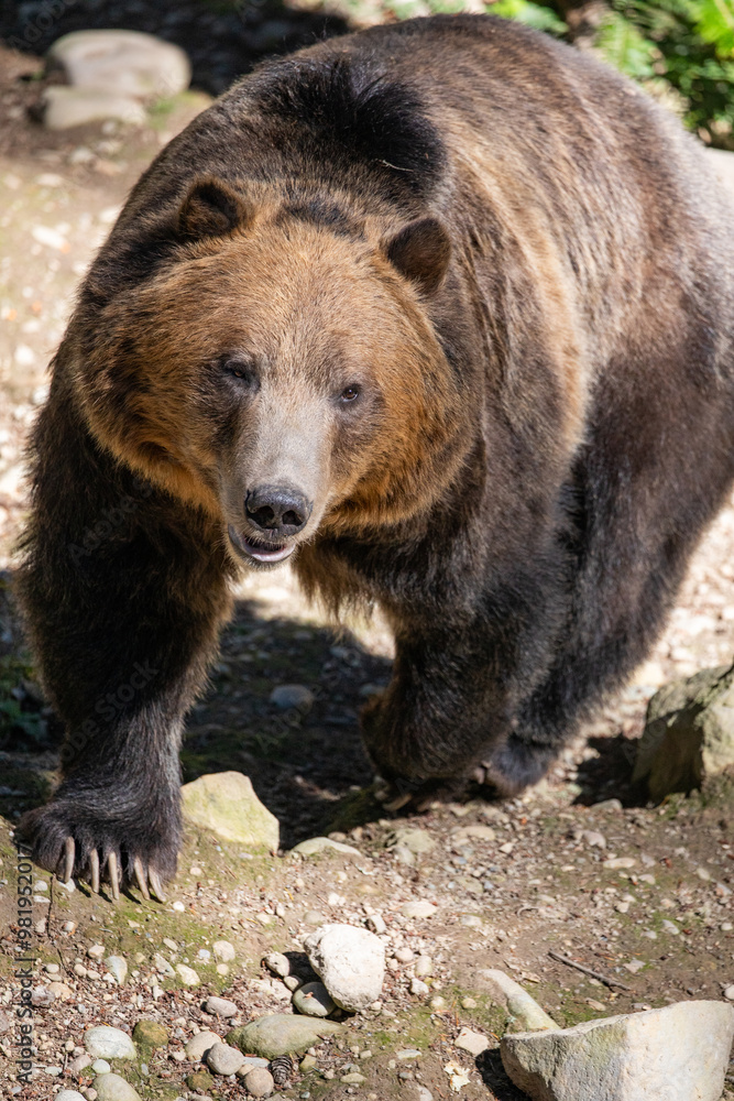 Grizzly Bear - Ursus Arctos Horribilis, north american brown bear, very strong powerful dangerous predator captured in a wildlife park in Washington State, high quality close-up picture for download Grizzly Bear - Ursus Arctos Horribilis, north american brown bear, very strong powerful dangerous predator captured in a wildlife park in Washington State, high quality close-up picture for download