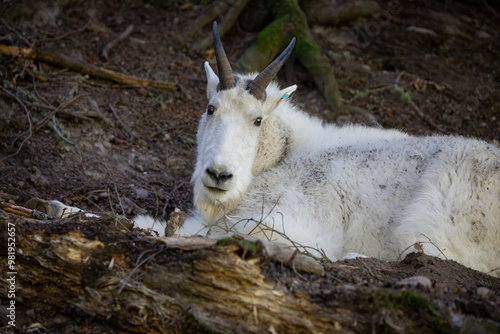 White color north American mountain goat Oreamnos americanus resting in a wildlife park. high quality close up zoomed in picture for download photo