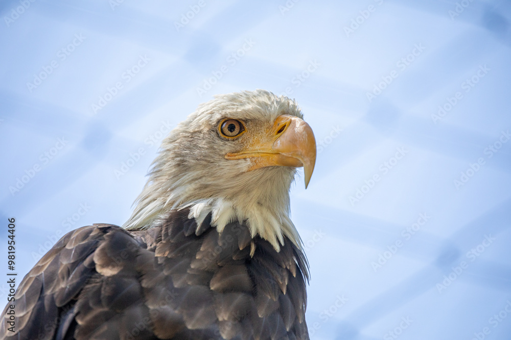 Beautiful bald eagle with yellow beak and white head, sitting on a tree branch in a natural environment forest wild park, captured through park fence. High quality close up picture for download Beautiful bald eagle with yellow beak and white head, sitting on a tree branch in a natural environment forest wild park, captured through park fence. High quality close up picture for download