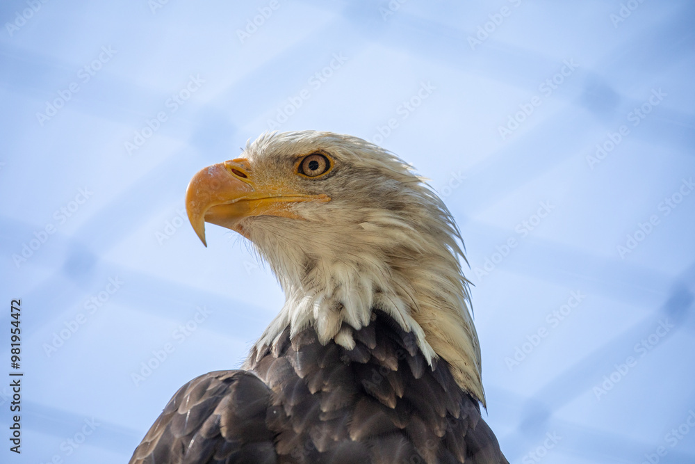 Obraz premium Beautiful bald eagle with yellow beak and white head, sitting on a tree branch in a natural environment forest wild park, captured through park fence. High quality close up picture for download