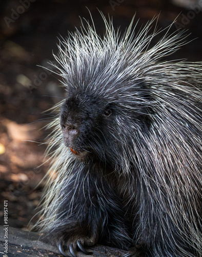 Cute porcupine Erethizon dorsatum trying to desperately get out of the wildlife park. high quality close up wildlife portrait picture for download photo