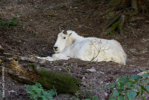 White color north American mountain goat Oreamnos americanus resting in a wildlife park. high quality close up zoomed in picture for download photo