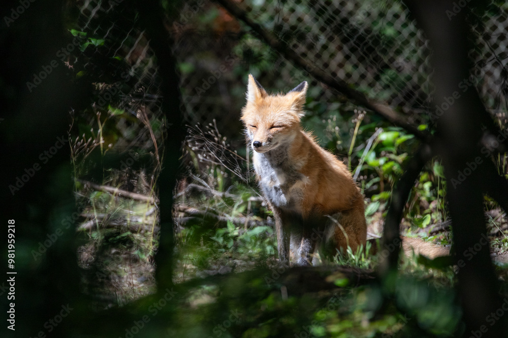 Fototapeta premium Beautiful orange red fox vulpes vulpes with winter fur shedding off, standing in forest, wildlife park. High quality close up picture for download