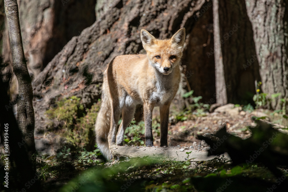Beautiful orange red fox vulpes vulpes with winter fur shedding off, standing in forest, wildlife park. High quality close up picture for download Beautiful orange red fox vulpes vulpes with winter fur shedding off, standing in forest, wildlife park. High quality close up picture for download