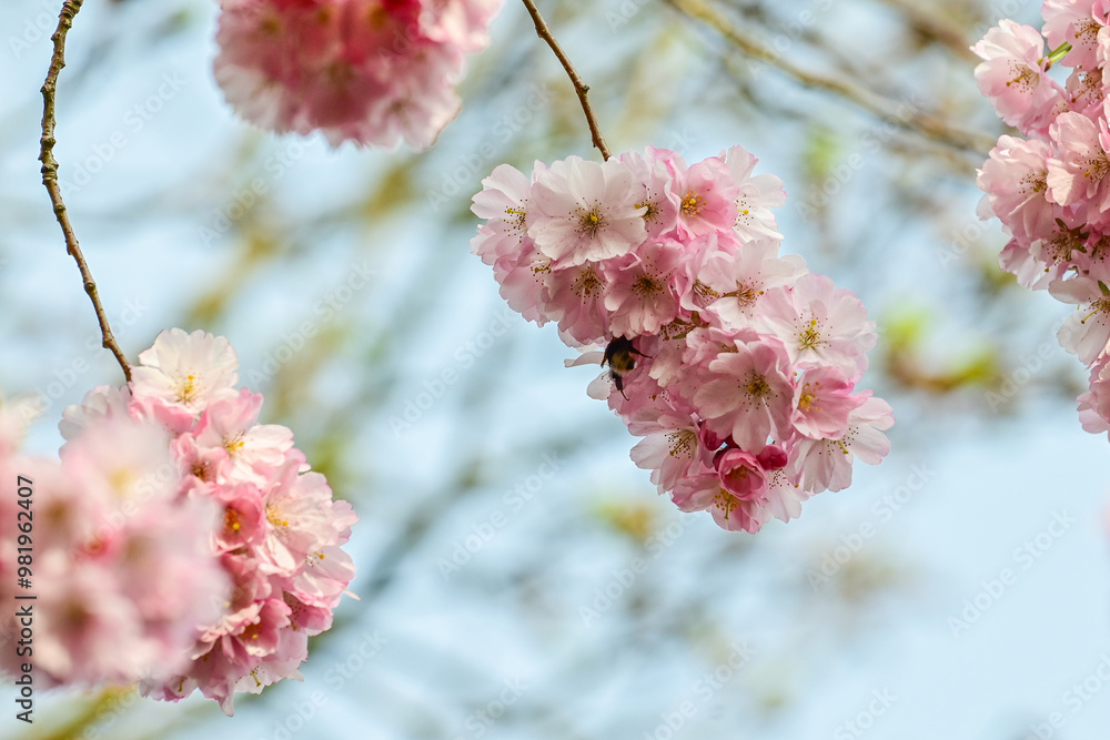 blossoming pink flowers of the Japanese flowering cherry (Prunus serrulata) in spring against a blue sky, cherry blossom, ornamental cherry, spring cherry blossoming pink flowers of the Japanese flowering cherry (Prunus serrulata) in spring against a blue sky, cherry blossom, ornamental cherry, spring cherry