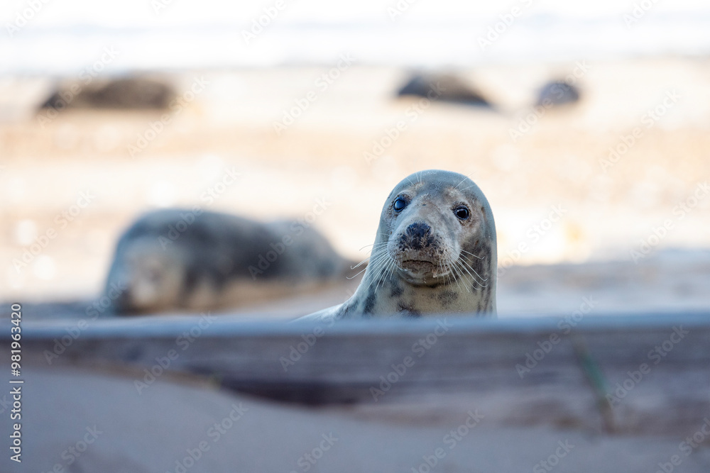 Fototapeta premium A curious female grey seal looks over towards the camera.