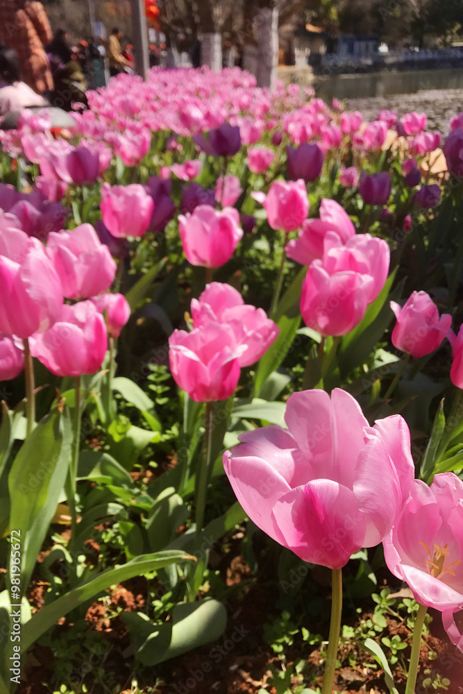 pink tulips in the garden pink tulips in the garden
