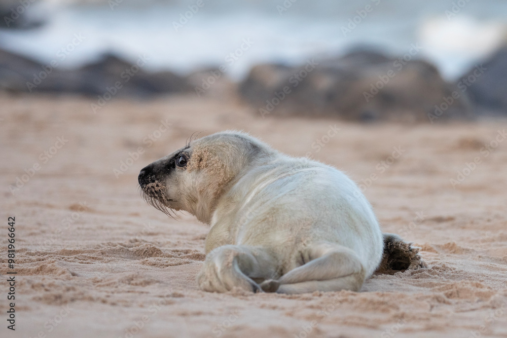 Fototapeta premium A newborn grey seal pup crawls along the sandy shores of Norfolk.