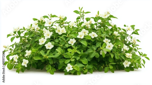 Jasmine bush on white background