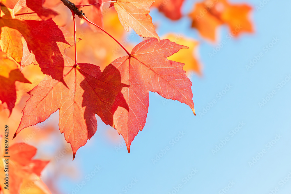 Colorful fall foliage showcases nature's palette as maple leaves transform against azure backdrop, ideal for desktop wallpapers, social media content, and autumn tourism promotions Colorful fall foliage showcases nature's palette as maple leaves transform against azure backdrop, ideal for desktop wallpapers, social media content, and autumn tourism promotions