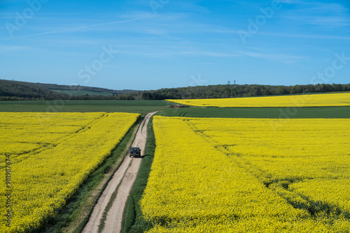 flower field