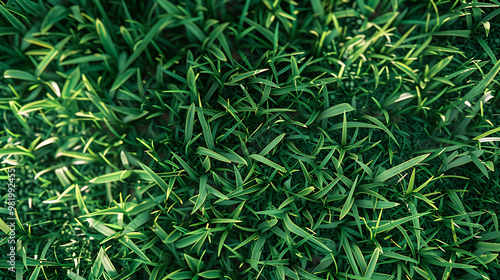 Green grass texture can be used as background