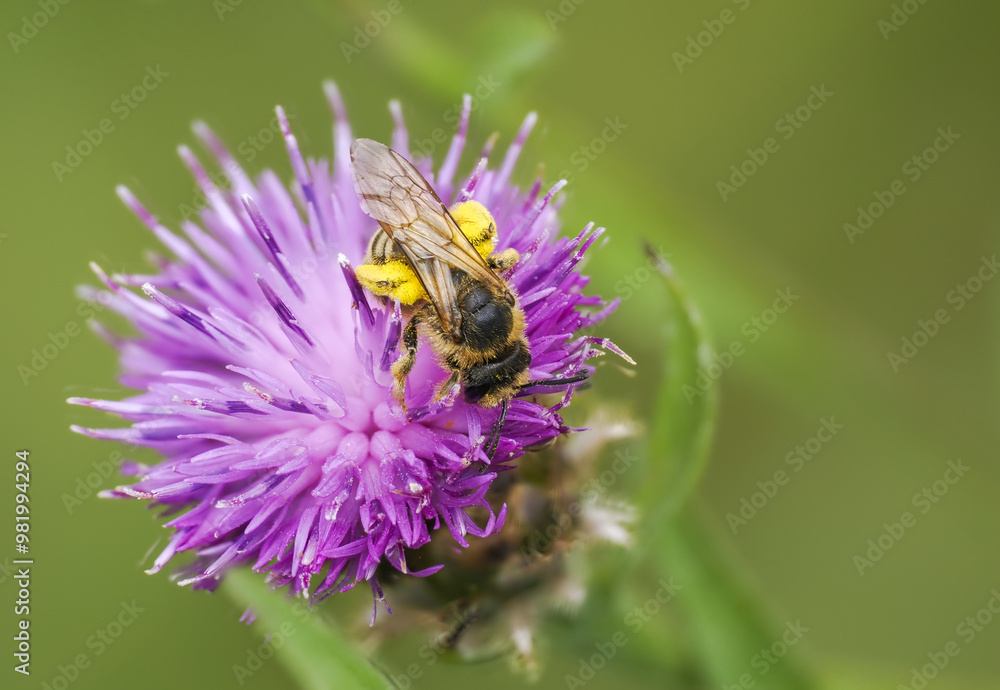 Gelbbindige Furchenbiene (Halictus scabiosae) Gelbbindige Furchenbiene (Halictus scabiosae)