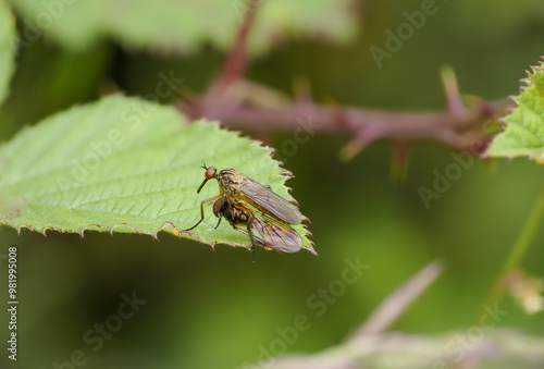 Helle Tanzfliege (Empis livida) mit Beute photo