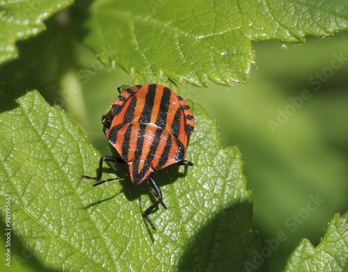 Streifenwanze (Graphosoma italicum) photo