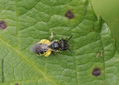 Schmalbiene (Lasioglossum) photo