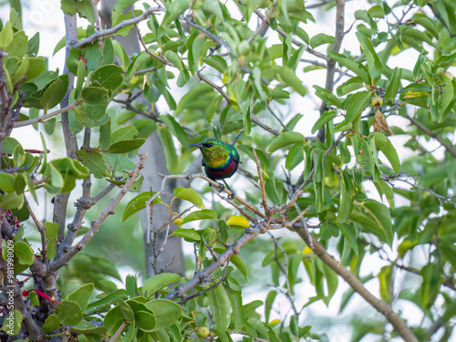 Malachitnektarvogel (Nectarinia famosa) photo