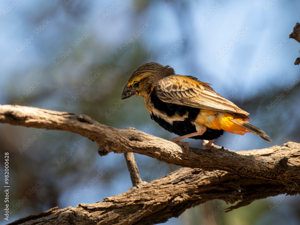 Naklejka premium Oryxweber (Euplectes orix)