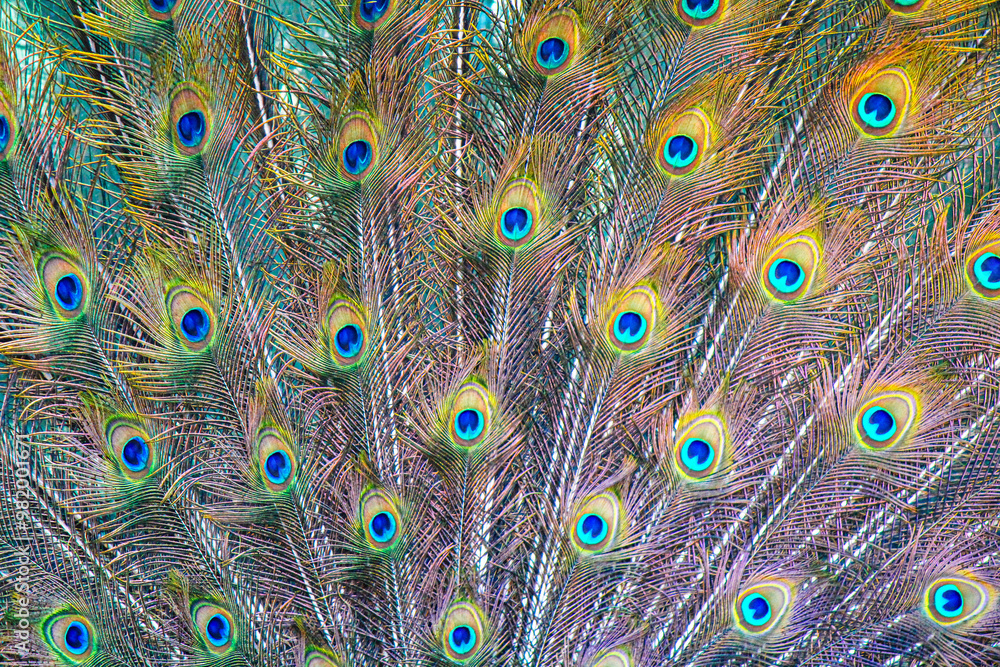 Obraz premium Close up of Blue and Gold Peacock Plumage Tail Feathers