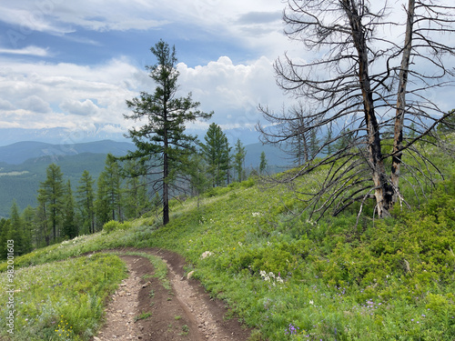 Dirt road through the forest in the Altai mountains, Russia photo