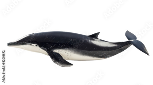 Minke Whale full body isolate on transparent background photo